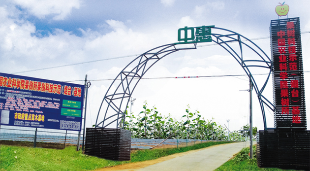 矮化苗木樹體冠積小，應(yīng)加大栽植密度