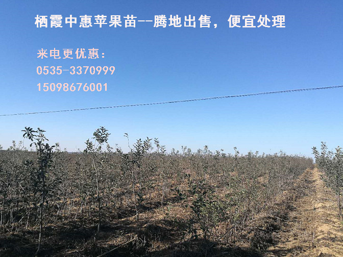 怎么種植矮砧蘋果苗木？