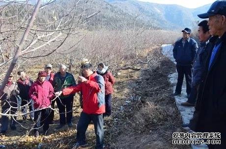 蘋果樹修剪的10大誤區(qū)，要注意改正！