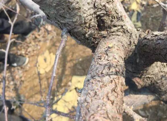 【修剪】蘋果樹冬剪完，還要防這個“頑疾”！